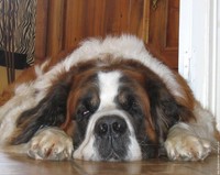 Bernard Bernard